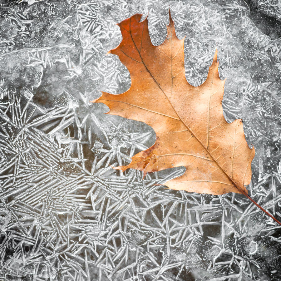 Frozen Winter Detail Photograph by Matt Hammerstein
