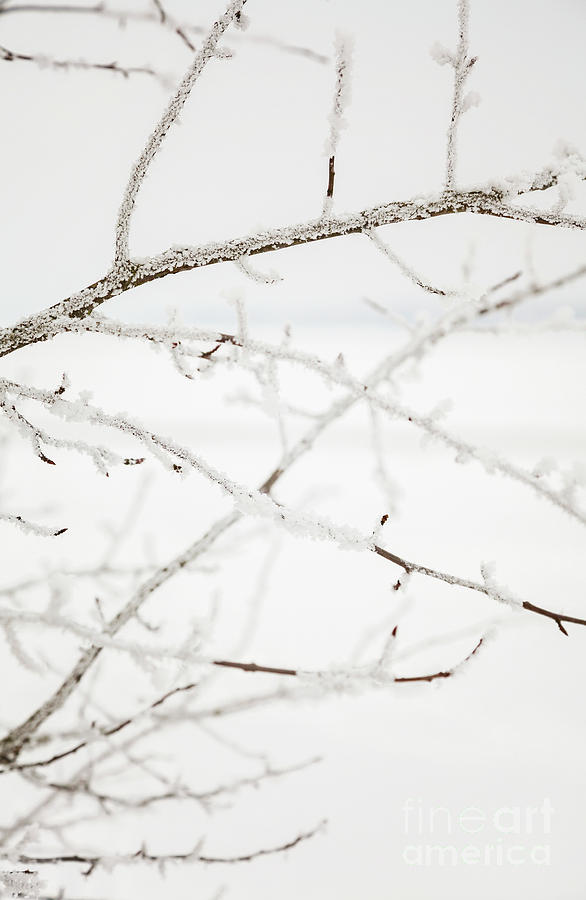 Frozen winter landscape Photograph by Sophie McAulay