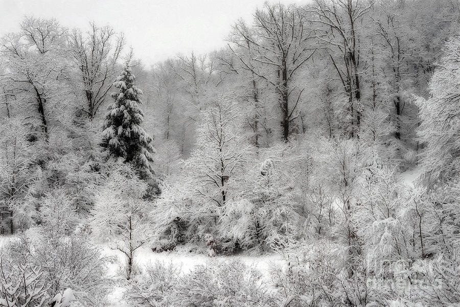 Frozen woods Photograph by Dan Friend
