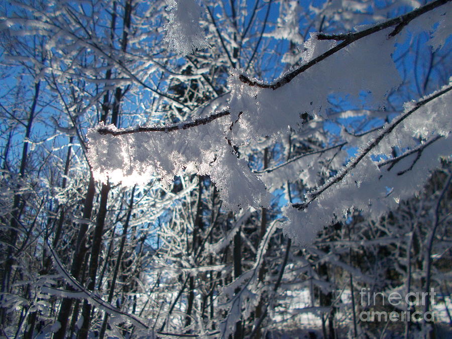 Winter Photograph - Frozen World 2 by Angelika Heidemann
