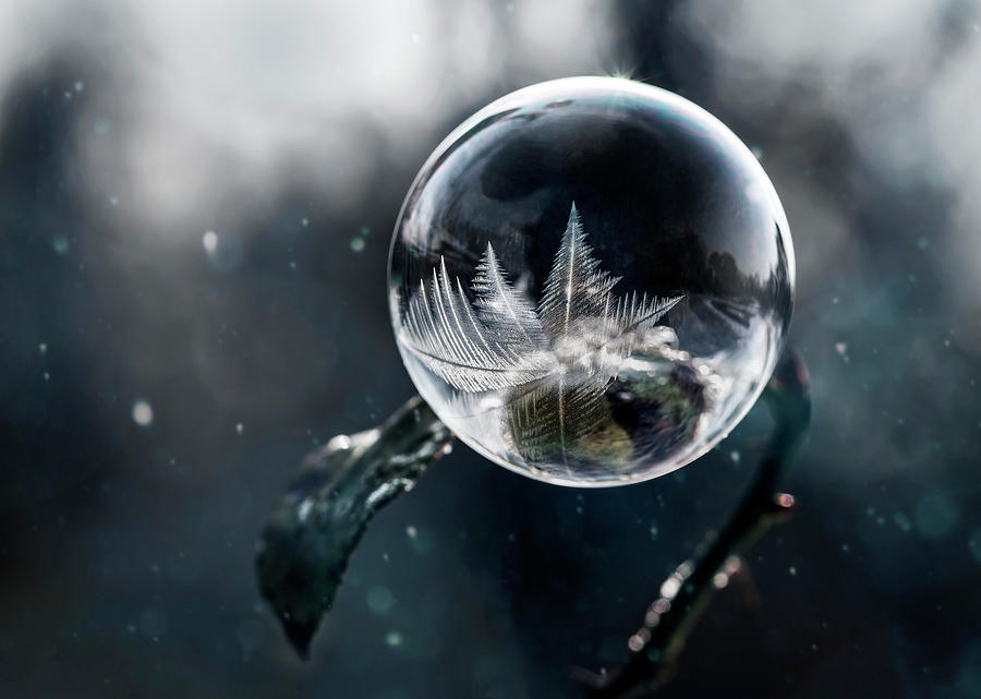 Frozen world Photograph by Jaroslaw Blaminsky
