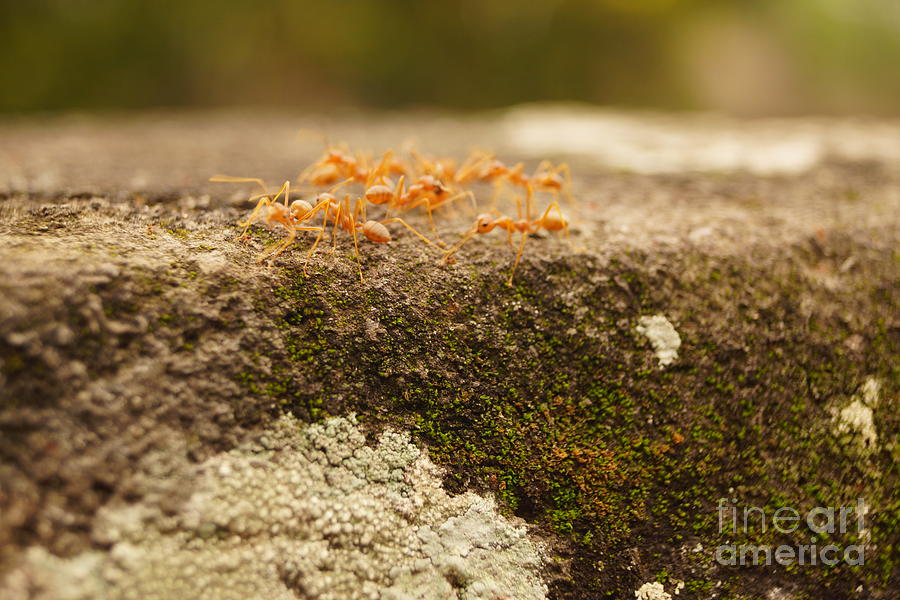 Fruit Ants Photograph by Cassandra Buckley