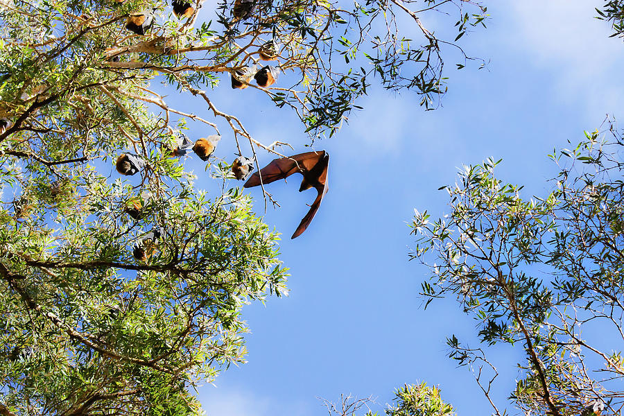 Fruit Bat Bats Its Wings Photograph by Miroslava Jurcik