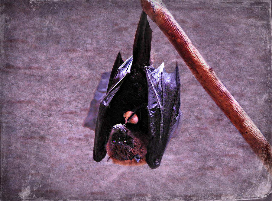 Bat Photograph - Fruit Bat by Dark Whimsy
