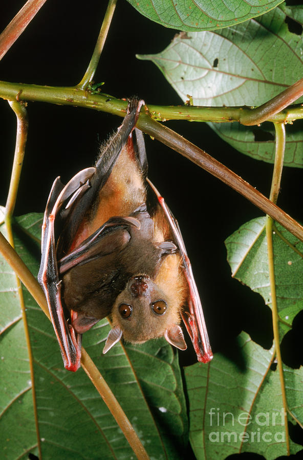 Fruit Bat Hanging With Baby Attached Photograph by B. G. Thomson