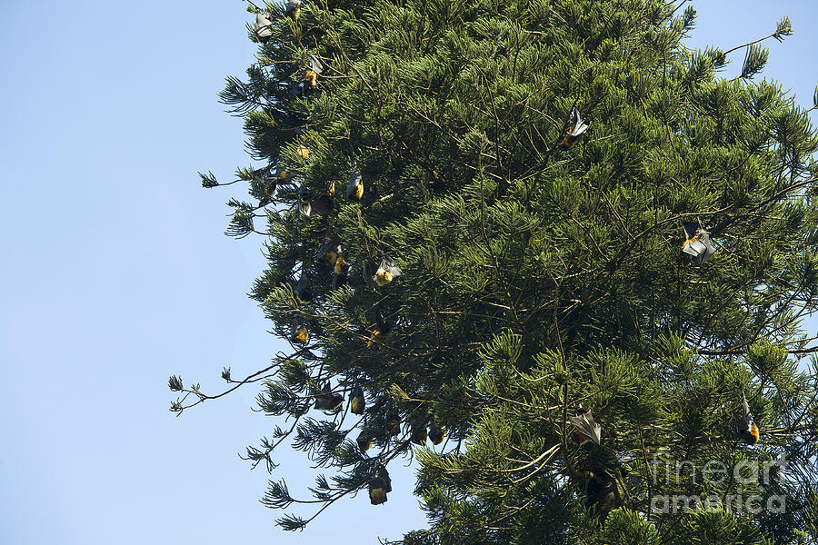 Nature Photograph - Fruit bats in trees by Patricia Hofmeester