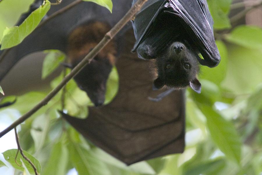 Fruit Bats Roosting In A Tree Photograph by Randy Olson