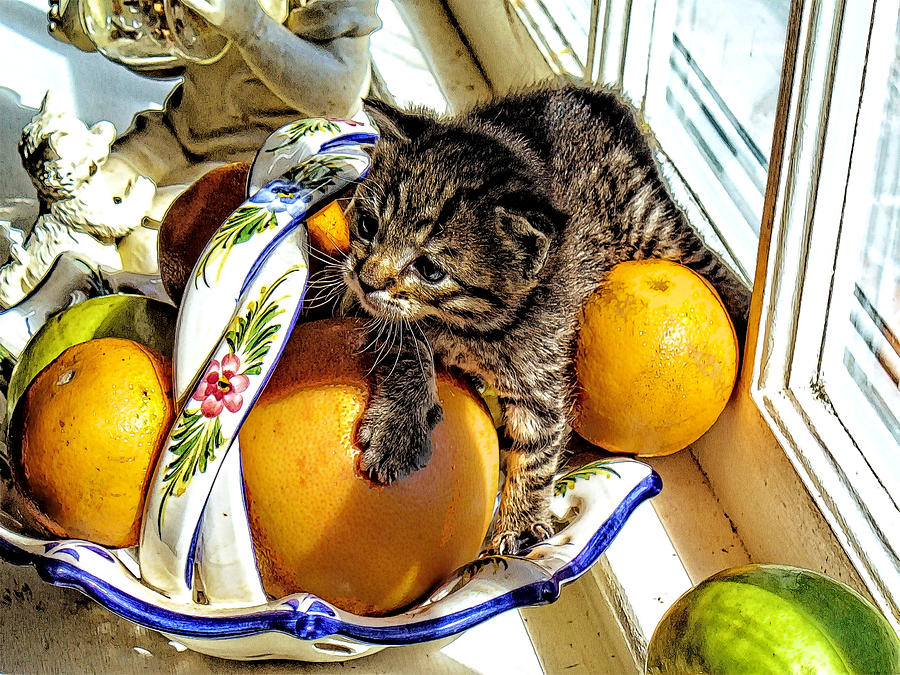 Fruit Bowl Kitten Photograph by Constantine Gregory