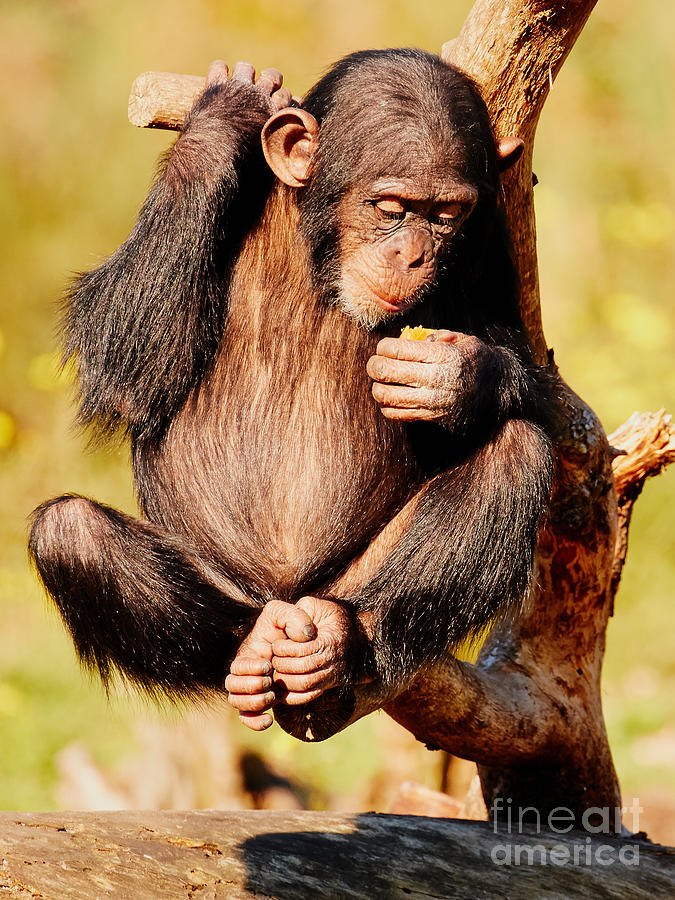 Fruit-eating baby chimp in a tree Photograph by Nick  Biemans