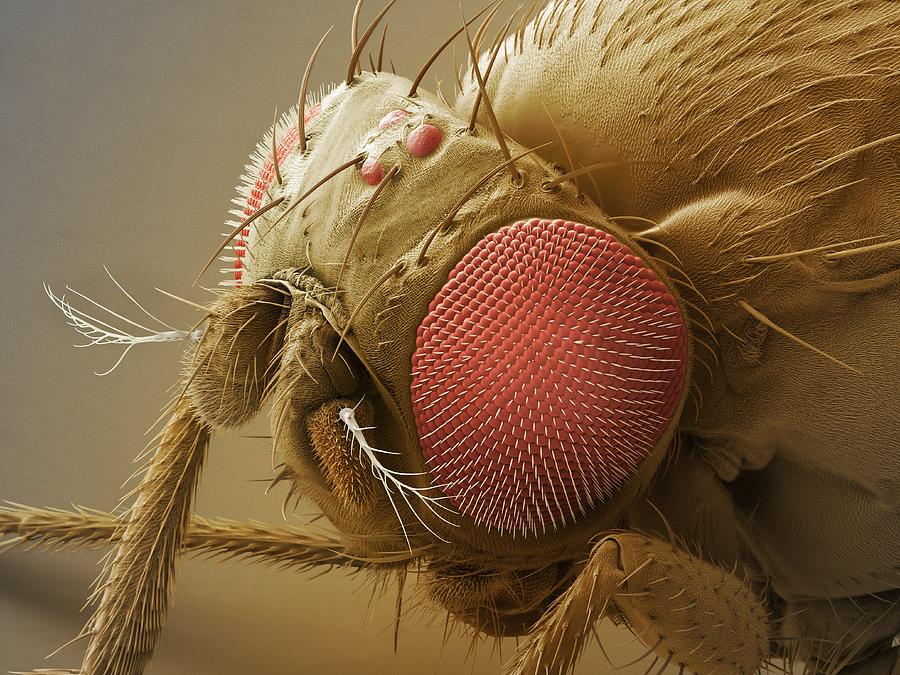 Nature Photograph - Fruit Fly Head, Sem by Power And Syred