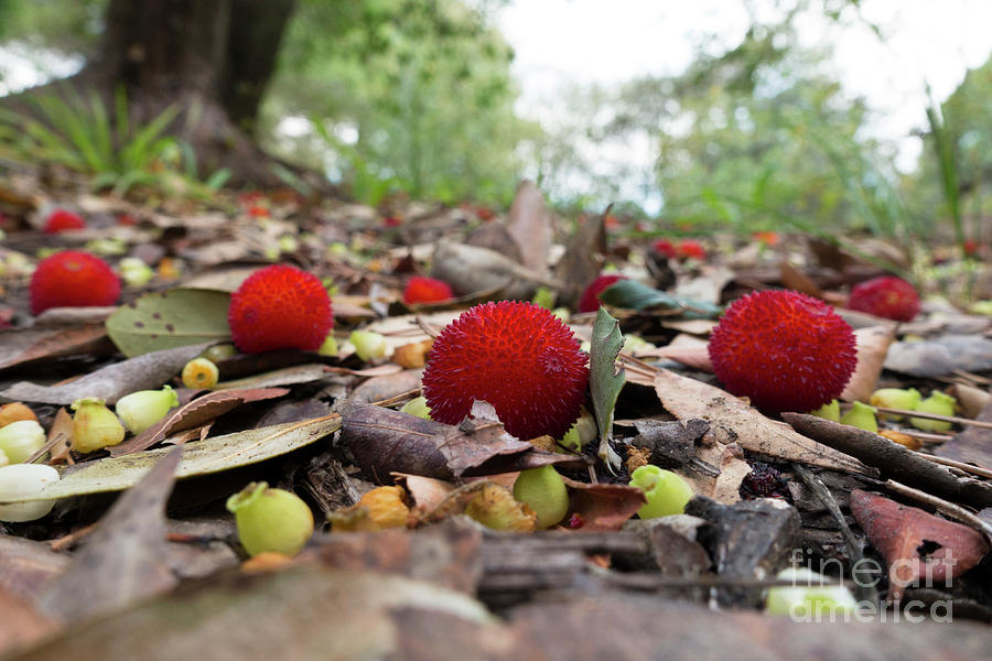 Fruit Of Strawberry Tree On Forest Floor Photograph by Perry Van Munster