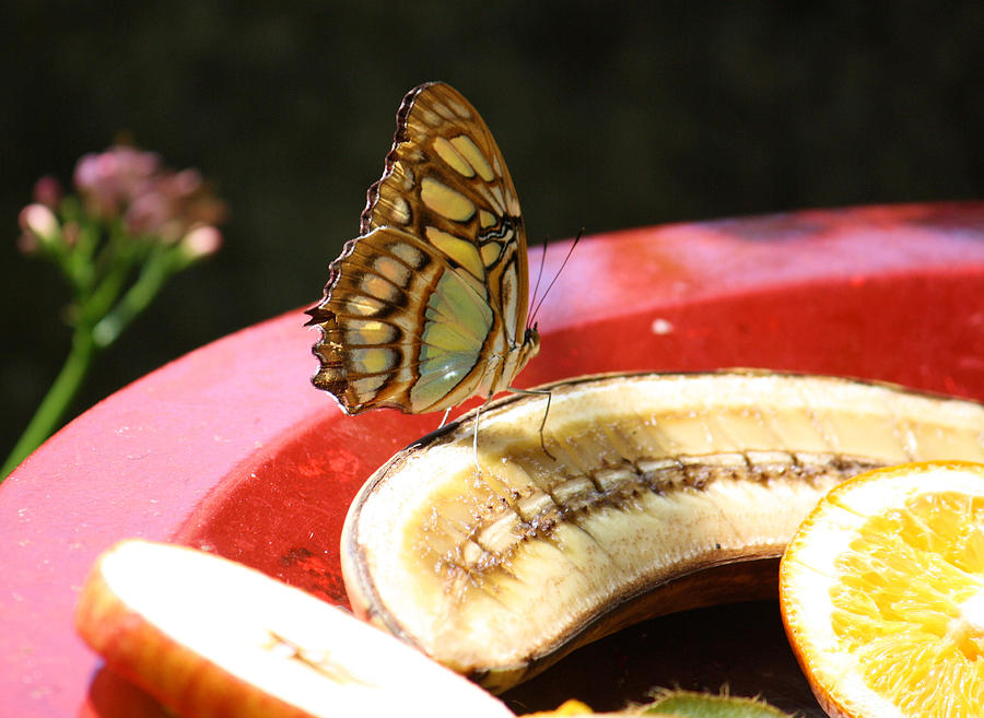 Butterfly Photograph - Fruit of the Spirit by Karen Scovill