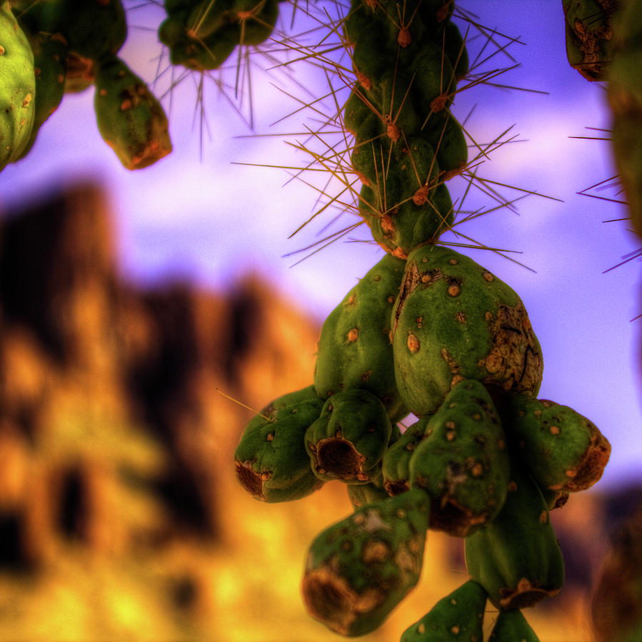 Fruit of the Teddy Bear Cholla Photograph by Roger Passman