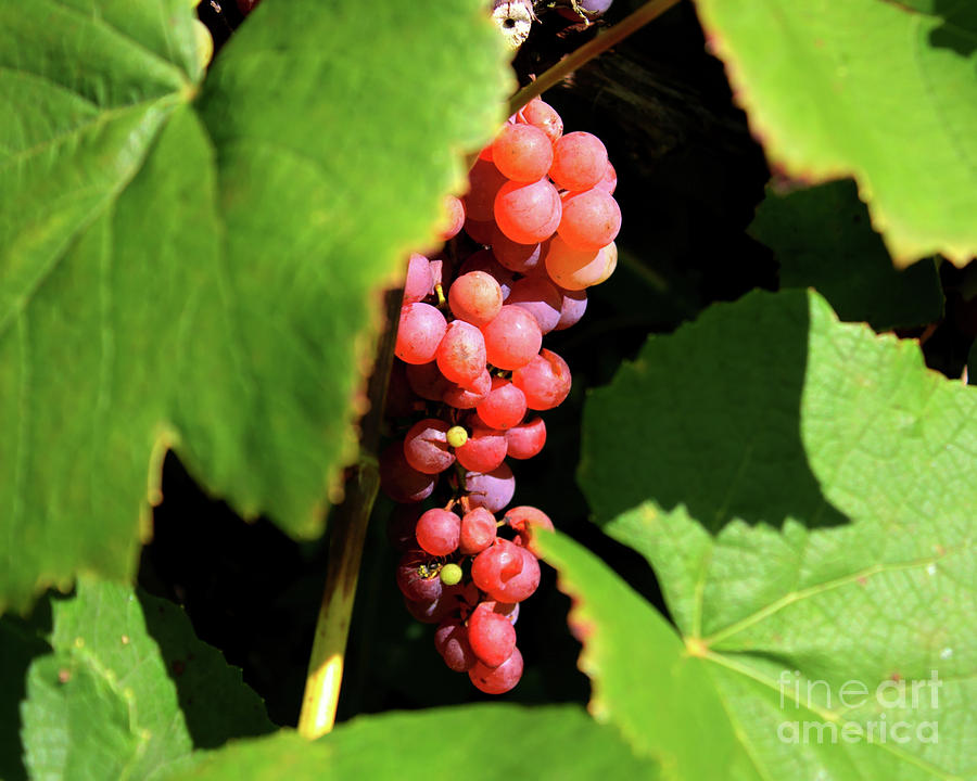 Fruit of the Vine Photograph by Phil Spitze