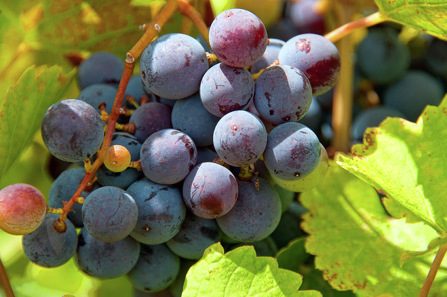 Fruit of the Vine Photograph by Steve Stuller