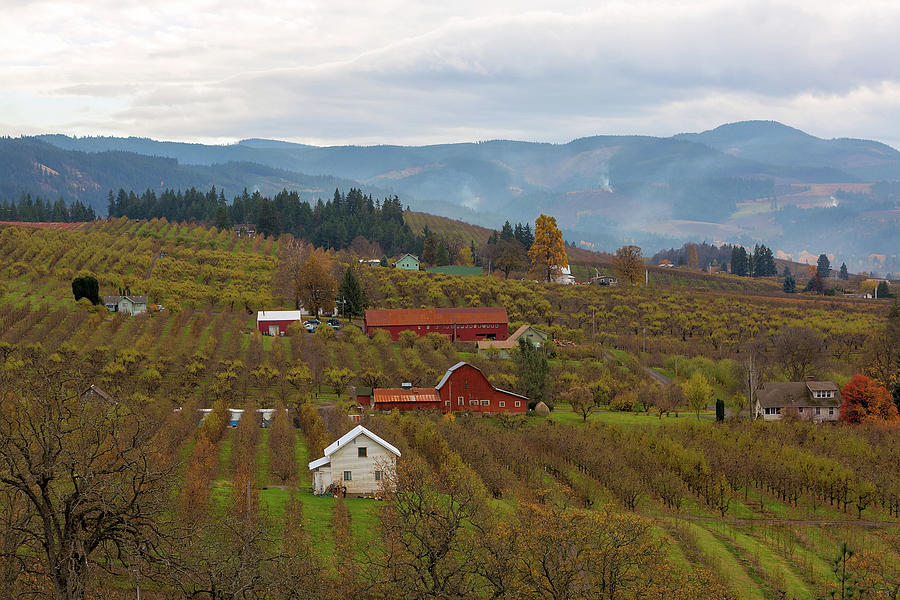 Fall Photograph - Fruit Orchard Farmland in Hood River Oregon by David Gn