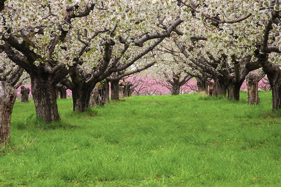 Flower Photograph - Fruit Orchard by Douglas Pulsipher