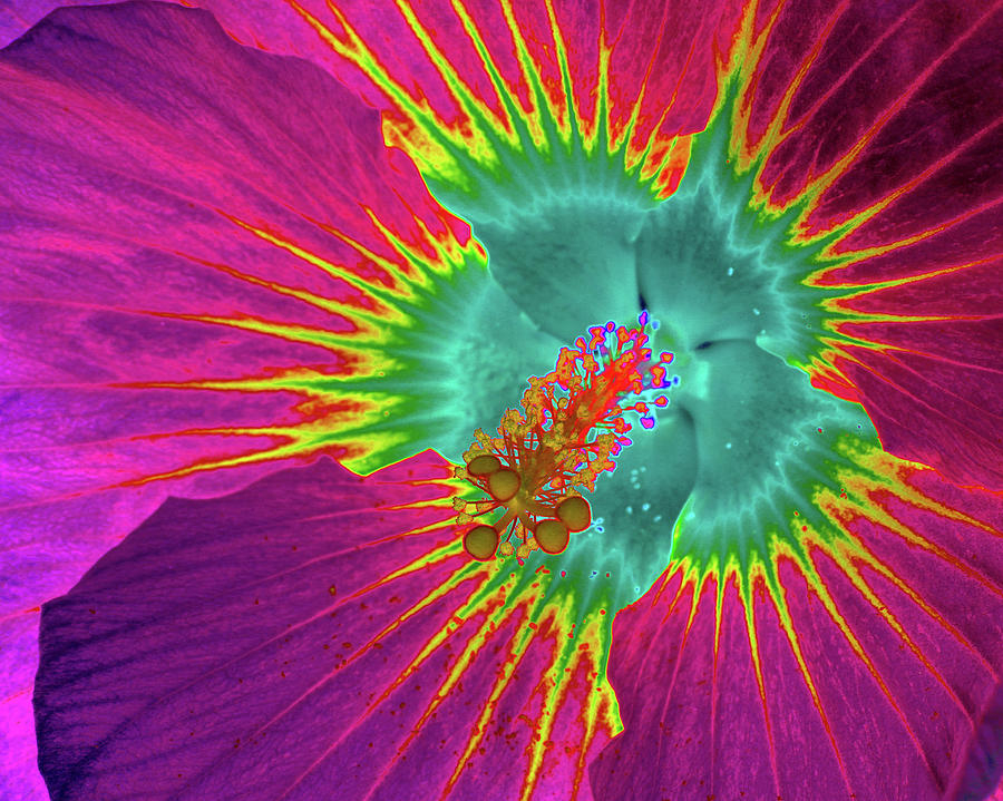 Fruit Punch Classic Coral - PhotoPower 3441 Photograph by Pamela Critchlow