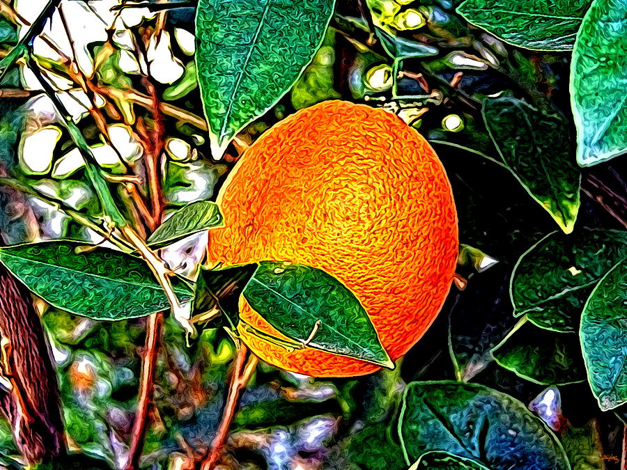 Fruit - The Orange Photograph by Glenn McCarthy Art and Photography