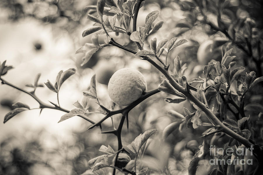 Fruit Tree Photograph by Ana V Ramirez