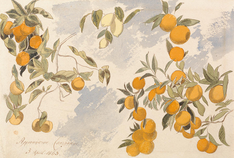Fruit trees, 3 April 1863 Drawing by Edward Lear