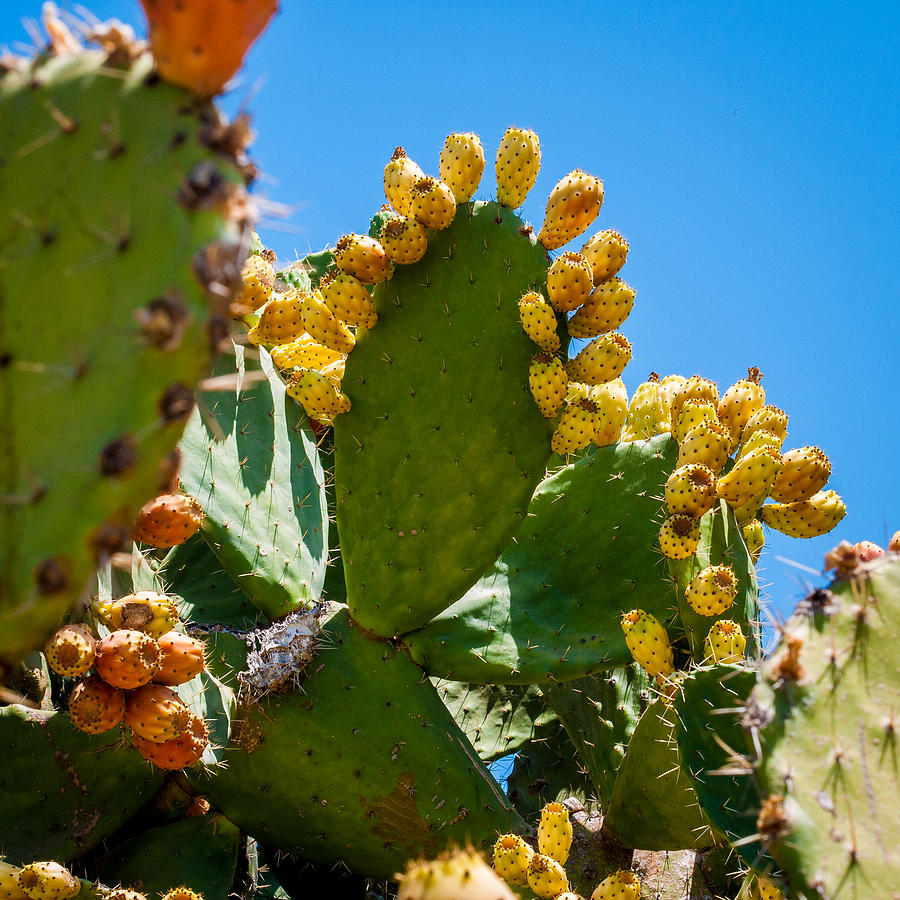 Fruitful Cacti in Israel Photograph by Rebecca Nathan Kowalsky - Fine ...