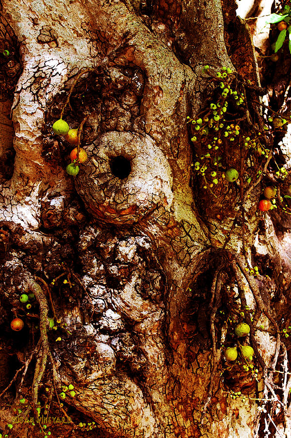 Fruitful Tree Photograph by Susan Vineyard