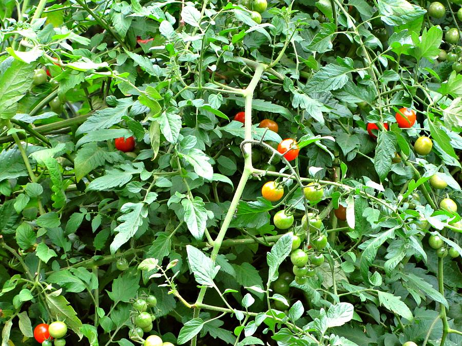 Fruitful Yield Photograph by Jessica Anne - Fine Art America