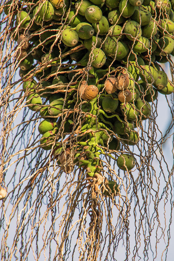 Fruits of a Date Tree Photograph by Adriana Zoon