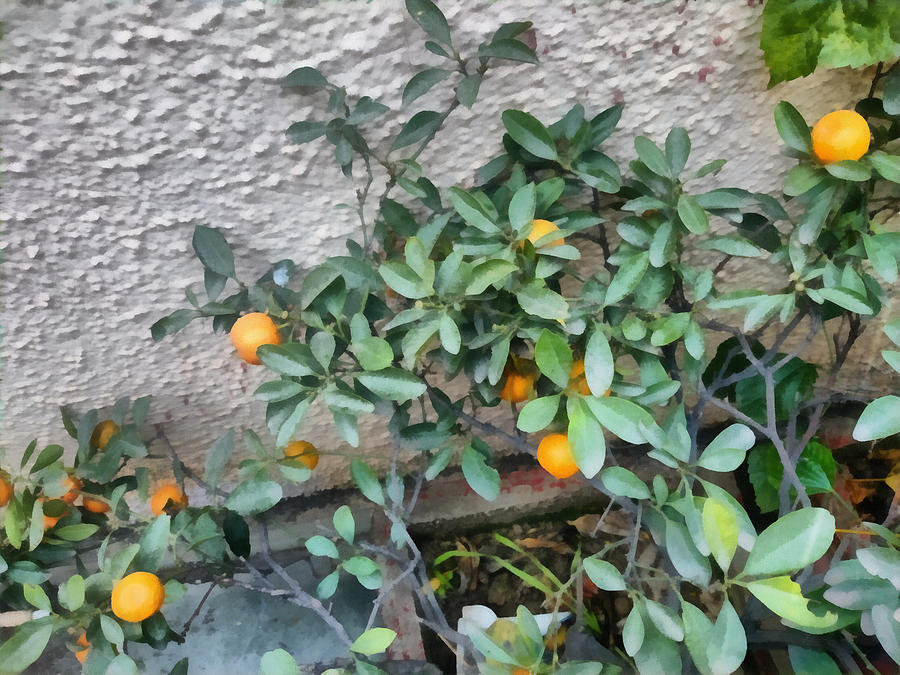 Fruits of the Mandarin Orange plant in the garden Photograph by Ashish Agarwal