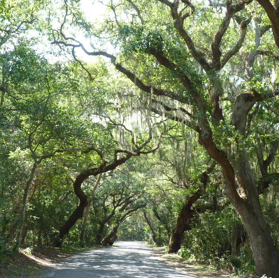 Ft. Clinch Canopy Road Photograph by Carla Parris