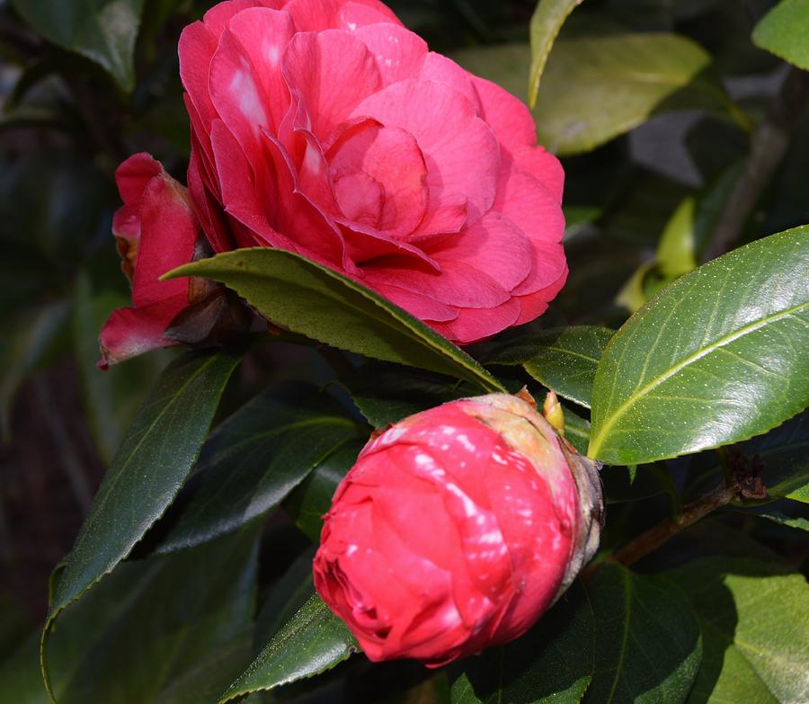 Ft. Walton Camellia Photograph by Warren Thompson