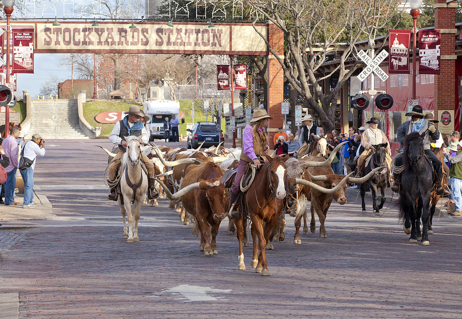 Ft Worth Longhorn Cattle Drive  Photograph by Anthony Totah