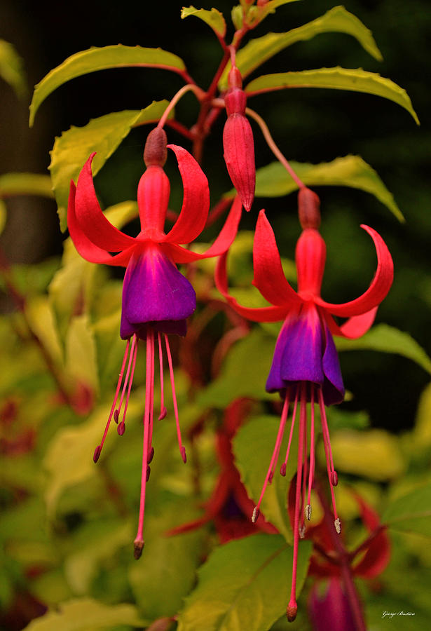 Fuchsia 001 Photograph by George Bostian - Fine Art America