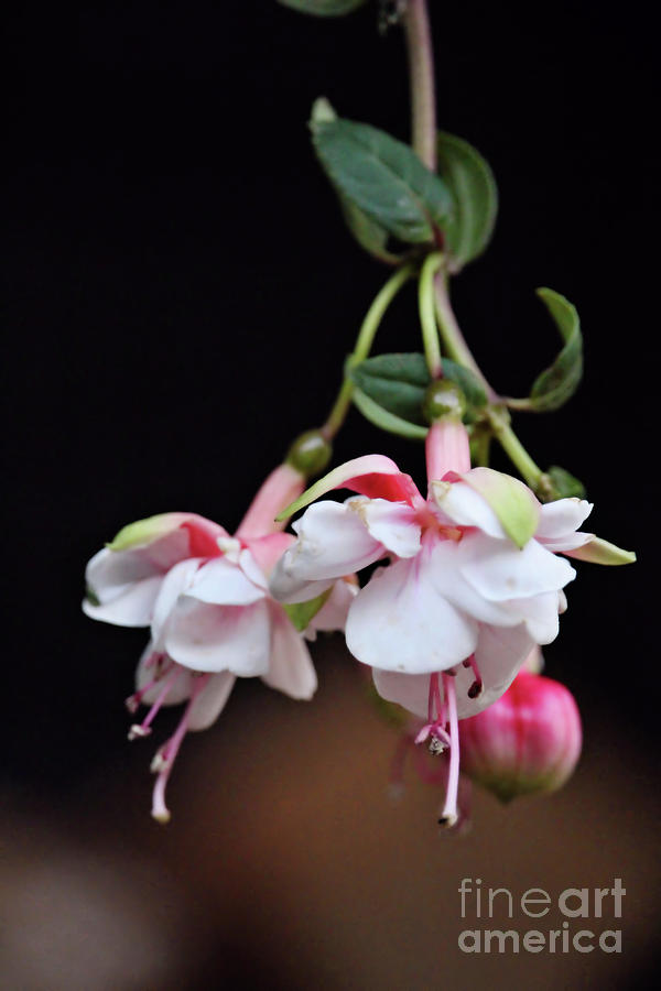 Fuchsia 2 Photograph