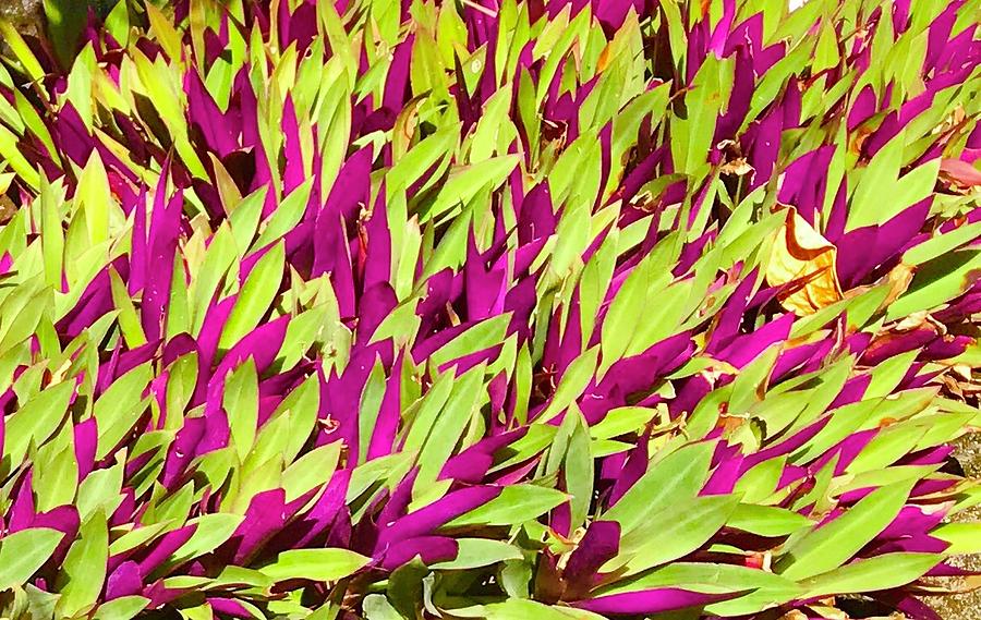 Fuchsia and Green -- Aloha Ground Cover Photograph by Joalene Young