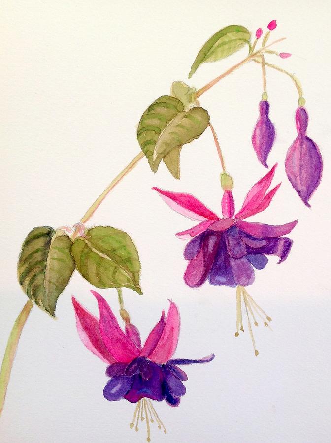 Fuchsia Painting by Anna Lohse - Fine Art America