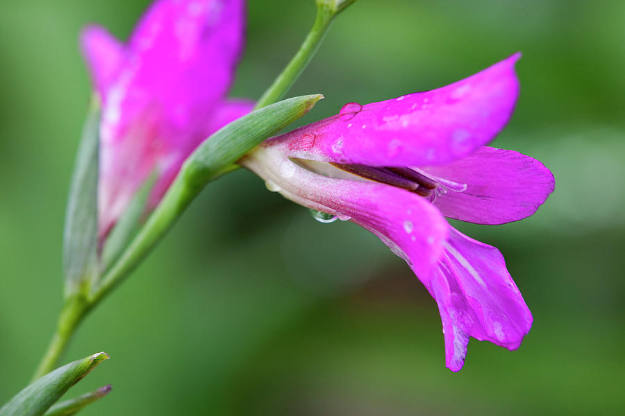 Fuchsia Beauty Photograph