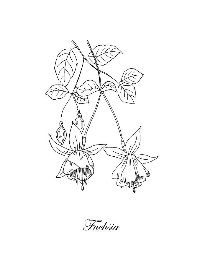 Fuchsia. Botanical Drawing by Masha Batkova