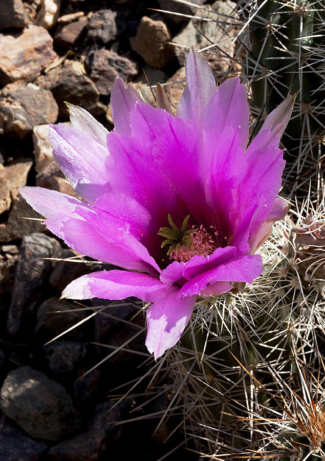 Nature Photograph - Fuchsia Cactus Blossom by Phyllis Denton
