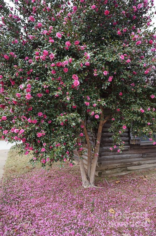 Fuchsia Camellia Tree Photograph by Maxine Billings