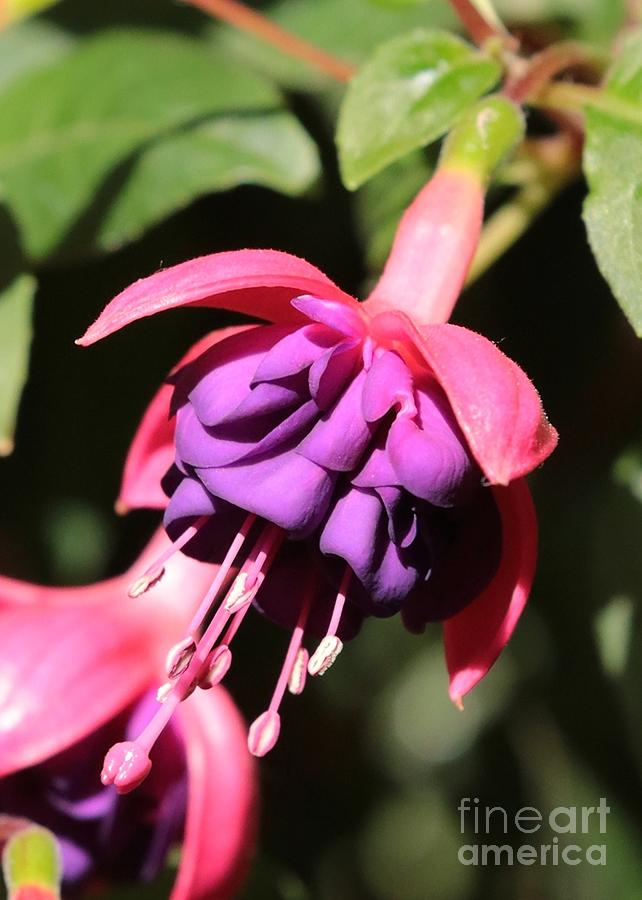 Fuchsia Closeup Photograph by Carol Groenen
