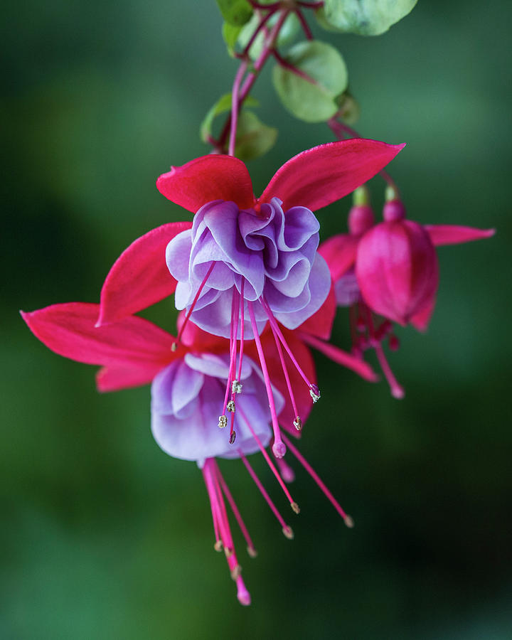 Fuchsia Cluster #3 Photograph by Patti Deters