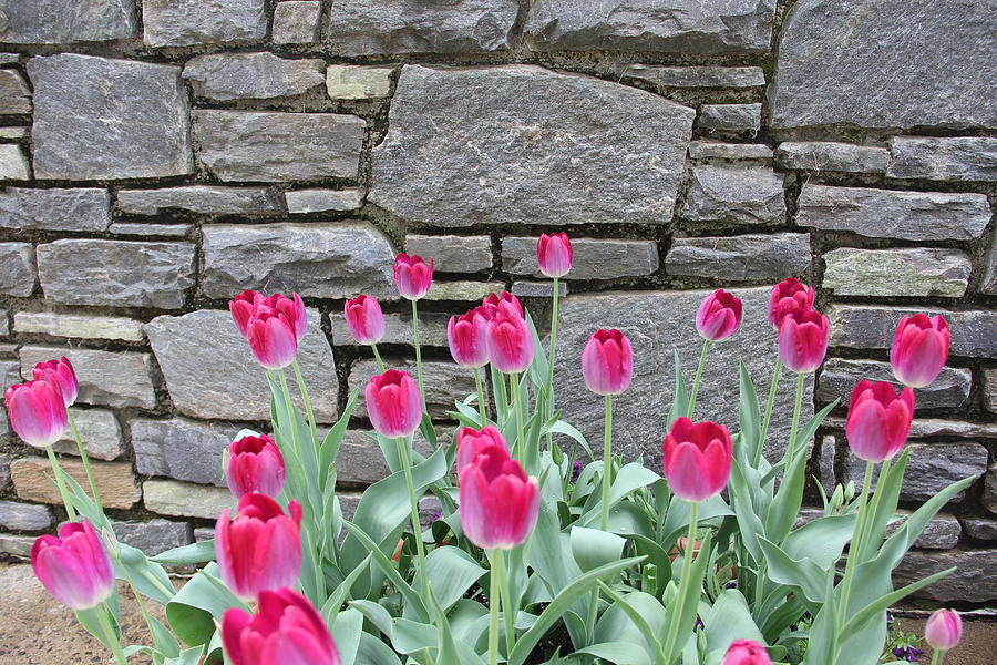 Fuchsia Color Tulips Photograph by Allen Nice-Webb