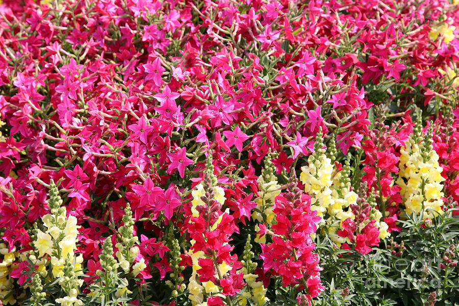 Fuchsia Colors  Photograph by Chuck Kuhn