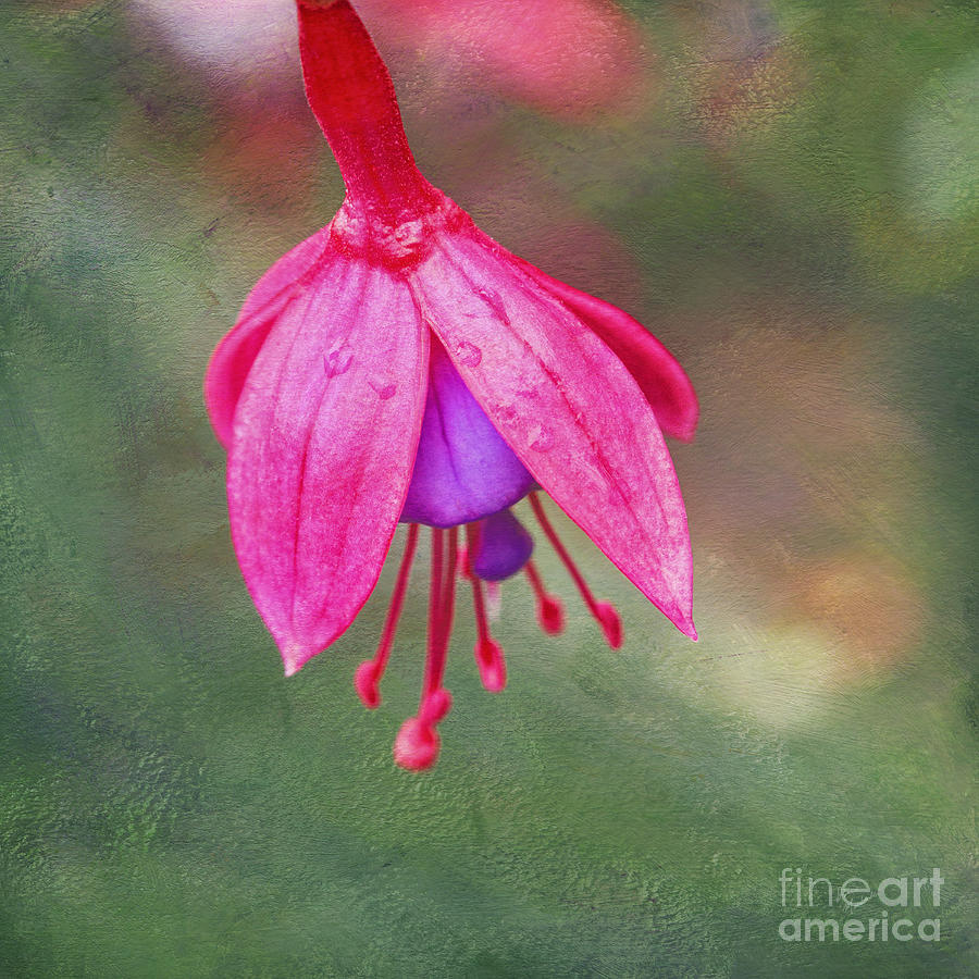 Fuchsia Photograph by Diane Macdonald