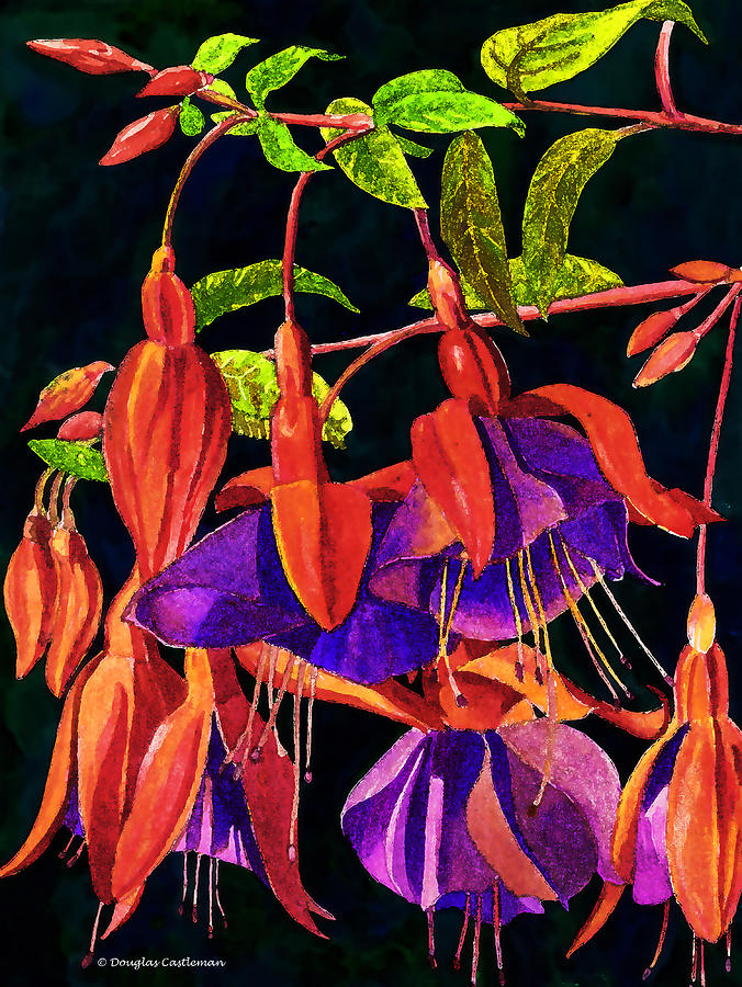 Fuchsia Painting by Douglas Castleman