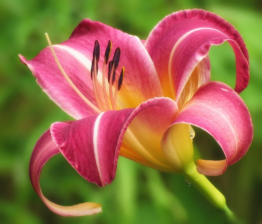 Lily Photograph - Fuchsia Dream - Daylily by MTBobbins Photography