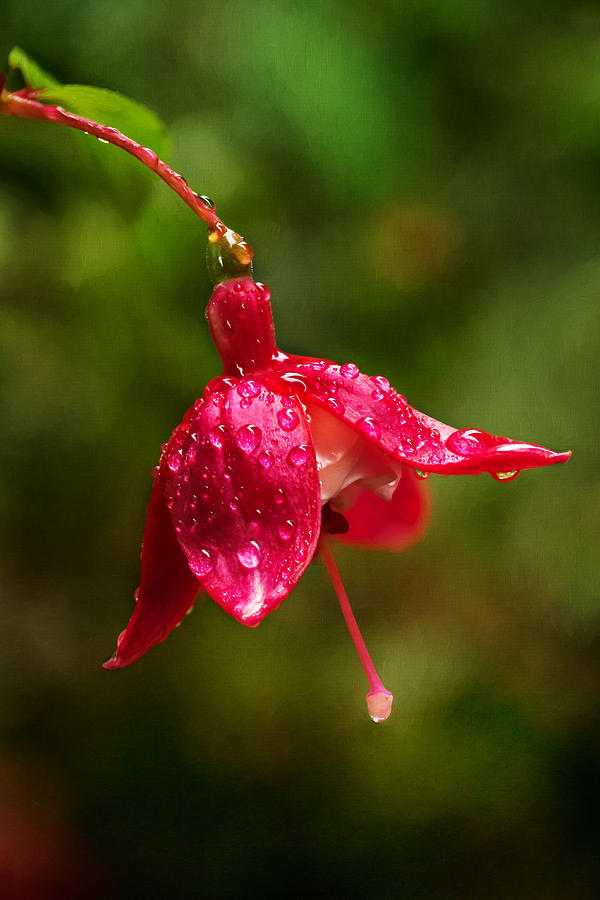 Fuchsia Drops Photograph by Mary Jo Allen