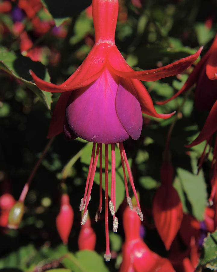 Fuchsia Explosion Photograph by Adrian Wale